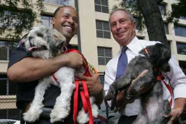 Licensing your dog as easy as 1,2,3 – Online application now available