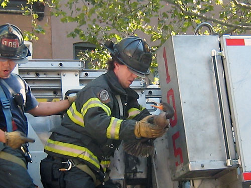 Fair end to fowl story