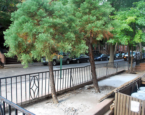 Trees saved on Remsen Street