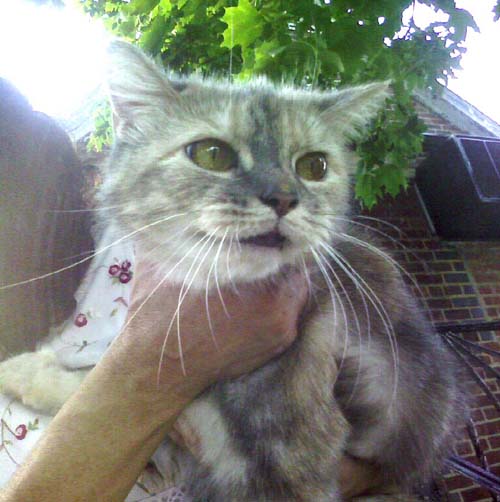 Cat left at footbridge