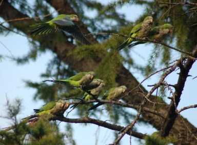 Monk parakeet safari