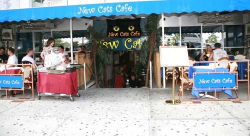 A purrrfect night out on the town at New Cats Cafe