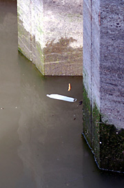 Canal species not endangered