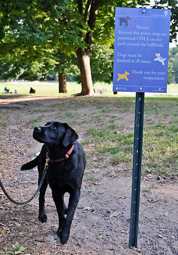 Prospect Park no longer goes to the dogs