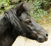 New horses? Of courses!