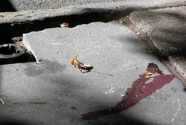 What’s with crime going up in F’Greene and C’Hill?