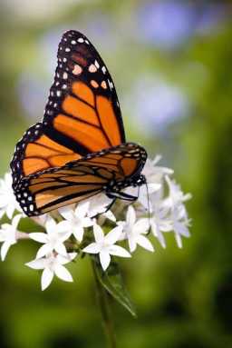 Wing and a prayer – Butterfly mission on