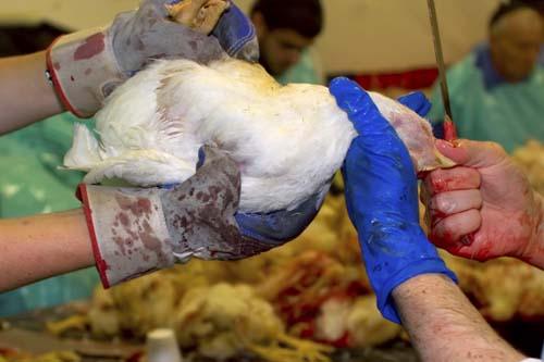 Feathers fly over rites – Chicken ritual sparks clash between PETA, rabbi