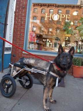 This pooch is an SUD