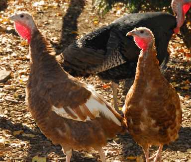 Happy Thanksgiving, humans!