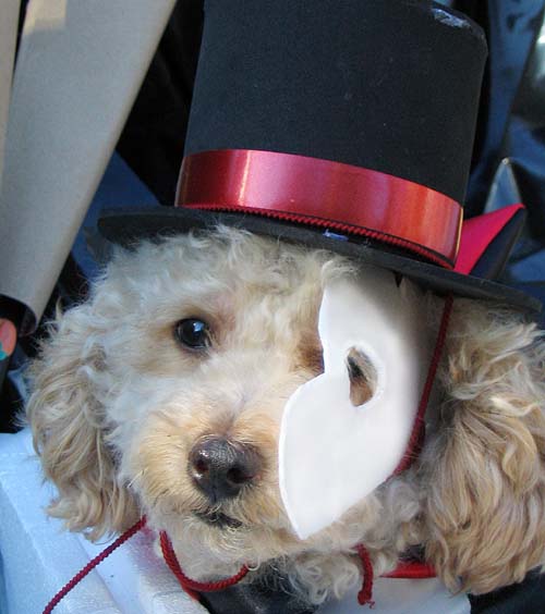 Halloween’s for the dogs