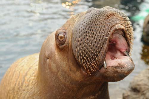 Aki’s dental plan covers tusks!