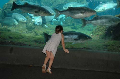 Aquarium left high & dry – Governor proposes gutting aid to BK institution