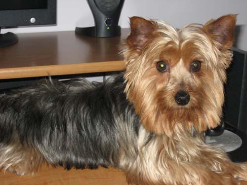 Help find ‘Buddy’