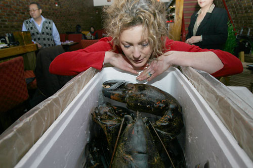 Wading for freedom! 20-pound lobster’s liberation delayed