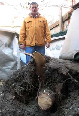 Was it arborcide? Man fingers workers in tree death
