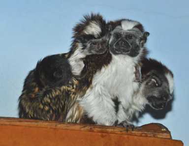 A new member of the troop