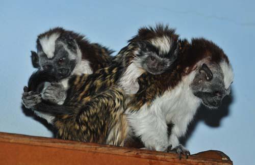 Monkeying around