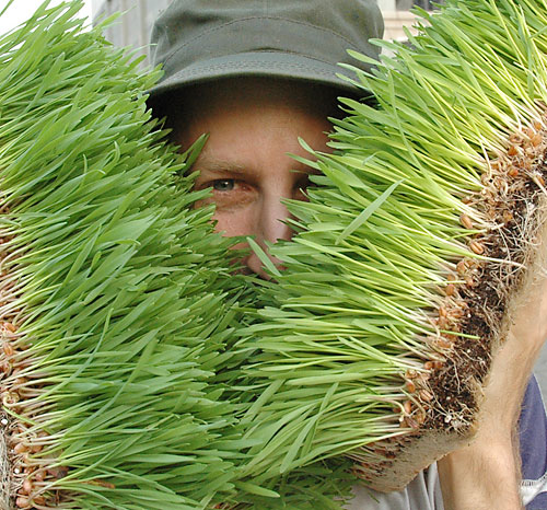 Flora in the hole, as ‘bombers’ spill their seeds
