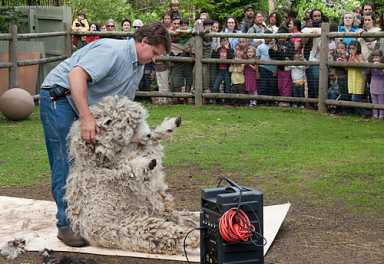 Not baaaad! Beloved sheep gets fleeced