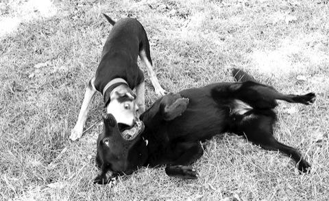 Health threat to BK dogs