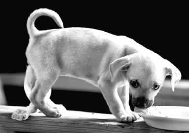 Cutest thing on four legs