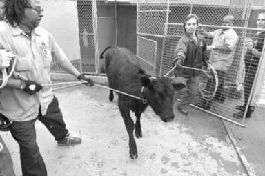 Bovine reprieve! Courageous cow’s road to freedom cuts through Brooklyn