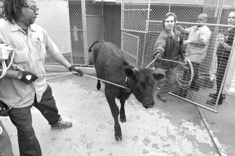 Bovine reprieve! Courageous cow’s road to freedom cuts through Brooklyn