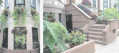 Apply now to be the Greenest Block in Brooklyn