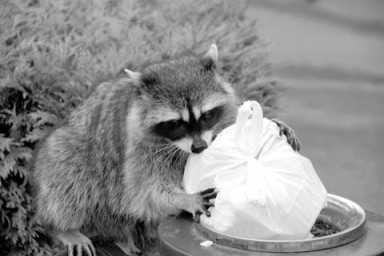 Raccoons make it rocky