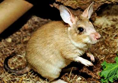 Rats! This new zoo specimen is cute!