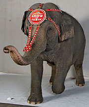 Feeding frenzy! Man vs. elephant in new Coney eating spectacle