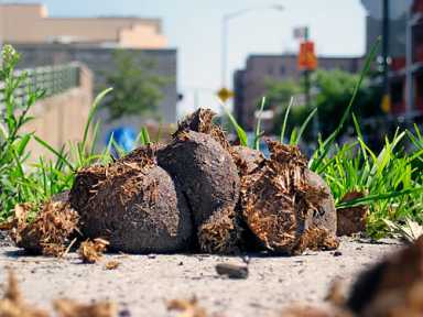 Double stan-turd! Dogs owners must scoop poop, while the horsey set can ride on
