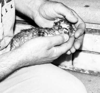 Lucky kitties survive blaze