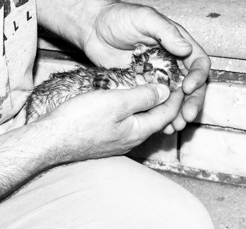 Lucky kitties survive blaze