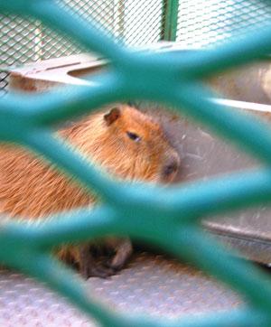 A sideshow swan song