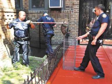 Opossum not left hanging