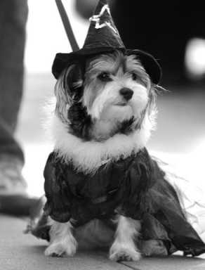 Woof, woof and trick or treat everybody