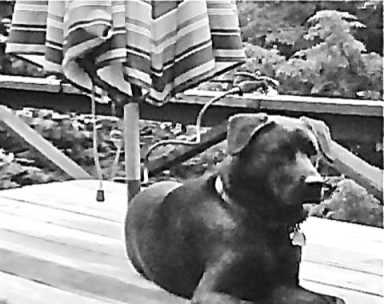 Pet owner: cops pulled gun on my dog