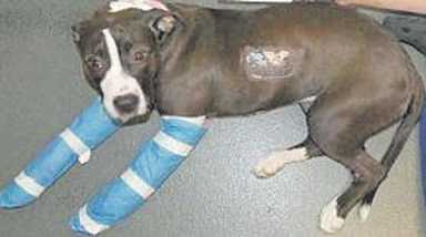 It’s the pits for victimized pooch