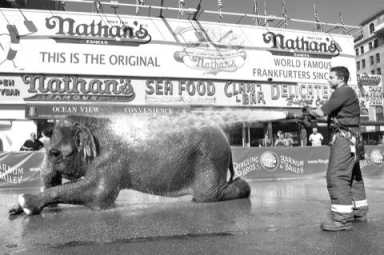 Pachyderm pampering gets officials in hot water