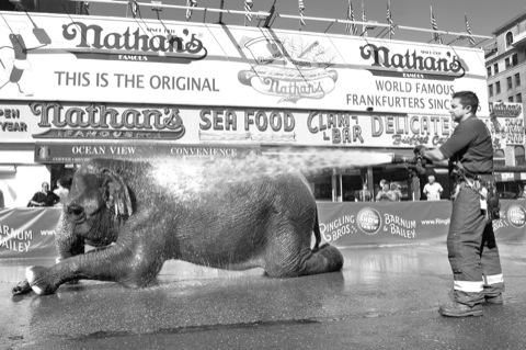 Pachyderm pampering gets officials in hot water