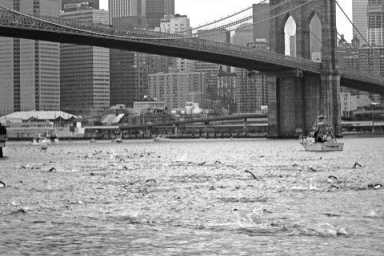 Brooklyn bridge swim tests swimmers’ mettle
