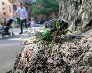 Bugged by all the changes in Park Slope