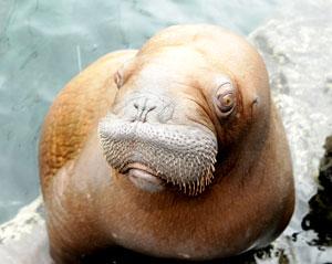 Borough’s heart aches for Baby Aki; 2-year-old walrus dies from pneumonia