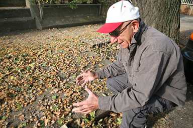 Ooh, that smell! Man battles Ridge ginkgo tree!