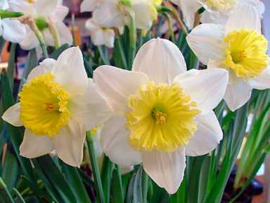 Ready, set, plant! Daffodils will fill Montague Street
