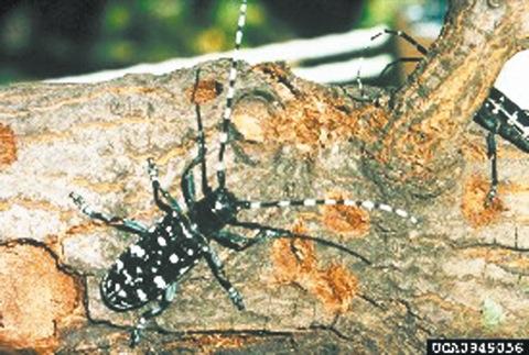 $33 million to squash this devilish insect
