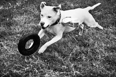 Man’s best friend goes for the gold!