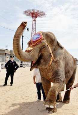 Ringling Bros. seeks return to BK